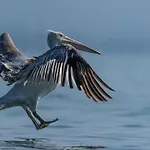 Golden Sleep Shkoder