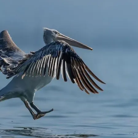 Golden Sleep Shkodër