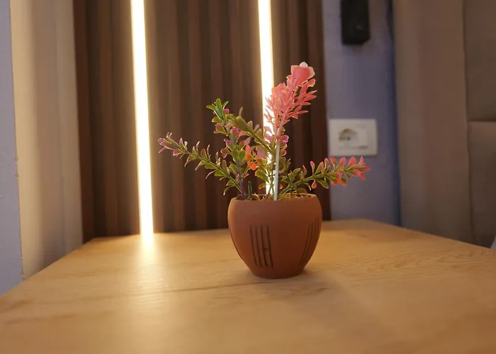 Golden Sleep * Shkodër