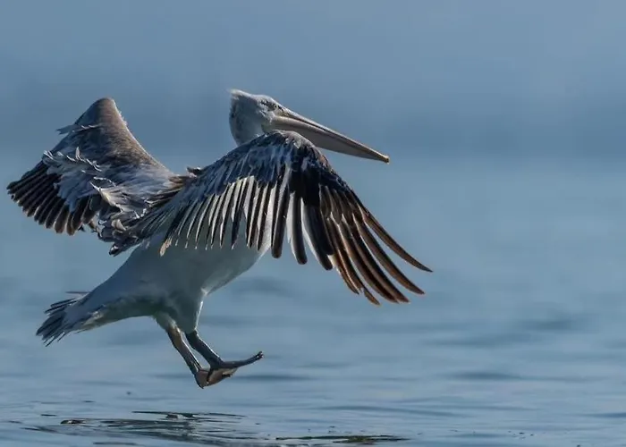 Golden Sleep Shkodër